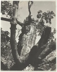 De Oude Esdoorn—Lake George