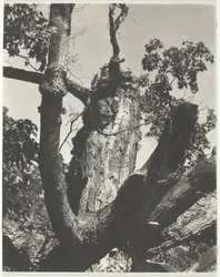 De oude esdoorn - Lake George, 1926