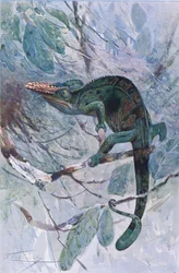 Afrikaanse Kameleon, illustratie uit 