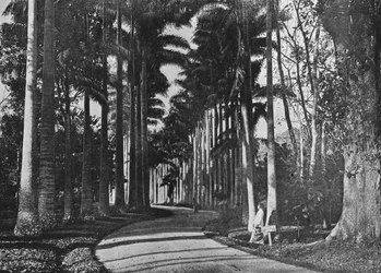 Koolpalmen in de Tuinen van Peradeniya, ca. 1890