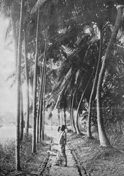 Dageraad door de palmen, ca. 1890, 1910