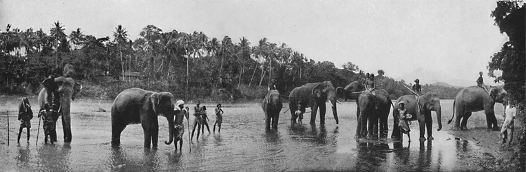 Kandy. Heilige olifanten van de tempel baden, ca. 1890
