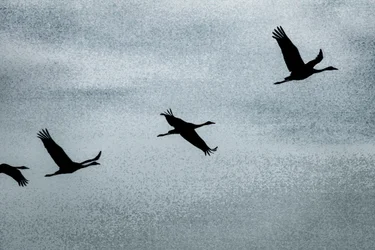 Wing on Wing, uit de serie Over Hula, 2016 (foto)