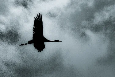 Solo, uit de serie Over Hula, 2016 (foto)