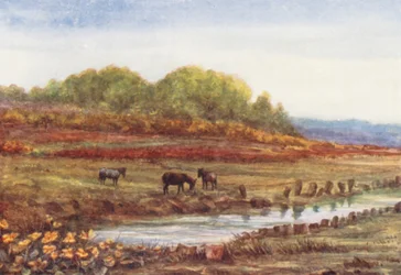 New Forest: Matley Wood en moeras, vanaf Matley Passage (kleurenlitho)