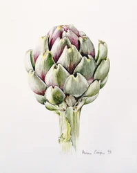 Artisjokstudie, 1993