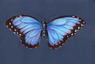 Blauwe Morpho Vlinder, 2019