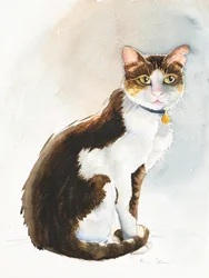 Dave de Saoedische Kat, 2019