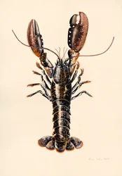 Kreeft uit Solva, 2014