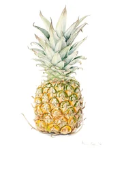 Rijpe Ananas, aquarel, 2016