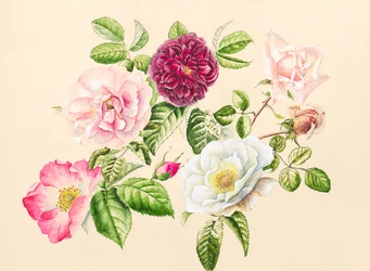 Rozen uit de tuin