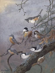 Vogelzaadmix van Allan Brooks
