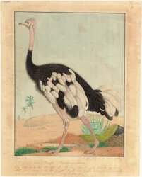 Een struisvogel, in profiel, in een woestijnlandschap