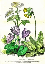 Ombelliferes, Primulacees: Natuurlijke Creatie en Levende Wezens. Tekening door A. Demarle. 1885