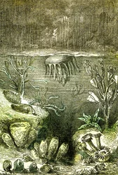 Prehistorie-Aarde en Zeeën: Het begin van de Silurische periode (J. Rengade. Tekening door Demarle. 1885