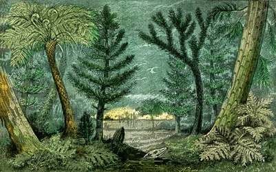 Prehistorie, periode van steenkool: Moeras en boor van de steenkoolperiode (J. Rrengade)