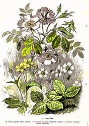 Rosaceae - Natuurlijke Creatie en Levende Wezens: Tekening door A. Demarle. 1885