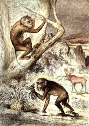De Catarhinian Apen (Mioceen Periode): De Semnopitheques. De natuurlijke creatie en levende wezens van J. Rengade. Tekening A. Demarle