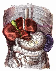 Het spijsverteringskanaal - (Normaal Leven & Gezondheid door J. Rengade) - Tekening A. Demarle 1881