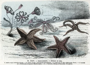 Zoölogisch bord; stekelhuidigen, zeesterren (asteries, ophiocoma, comatum en pentacrine) (Zoölogische plaat: zeesterren) Gravure uit 