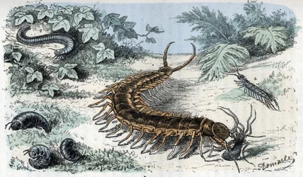 Zoologische kaart: Insecten Myriapodes (duizendpoten of duizendpoten) (Zoologische plaat: Myriapoda) Gravure uit 