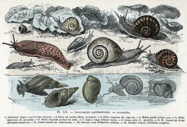 Zoölogische kaart; slakken weekdieren, longen (cyclostoma, helice van tuinen en verdriet, rode slak, grijze slak, limnee, planorb, paludine...) (Zoölogische plaat: slakken weekdieren zoals Slak, cyclostoma, planorb, limnea) Gravure uit 