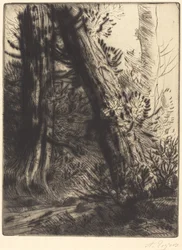 Rand van een beek Bord de ruisseau