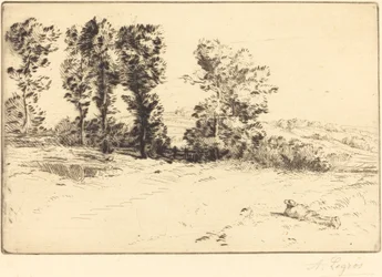 Weide in Zonneschijn
