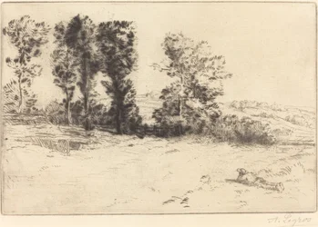 Weide in zonneschijn