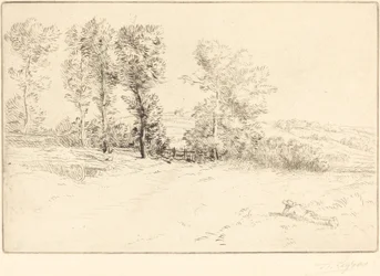 Weide in Zonneschijn