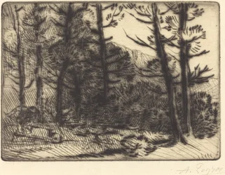 Woods in Winter Sun