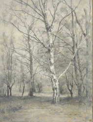 Bos met berkebomen