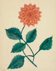 Dahlia (aquarel)