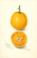Harts late sinaasappels (Citrus sinensis) (aquarel)