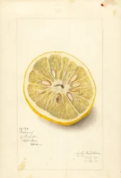 Ichang sinaasappel (Citrus sinensis) (aquarel)
