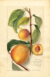 Perziken (Prunus persica) (aquarel)
