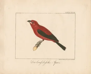 Braziliaanse vink (handgekleurde koperplaatgravure)