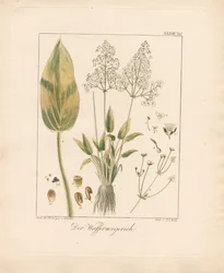 Gewone waterweegbree (handgekleurde litho)