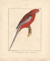 Crimson Rosella, Mannelijk (handgekleurde litho)