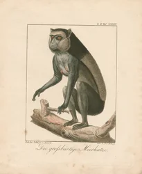 Baardaap (handgekleurde koperplaatgravure)