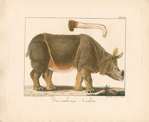Indische neushoorn (handgekleurde litho)