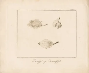 Boktor (kopergravure)