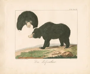Maleise zonnebeer (handgekleurde litho)