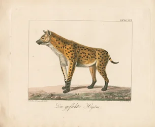 Gevlekte hyena (handgekleurde litho)