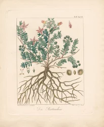 De Duindoorn (handgekleurde litho)