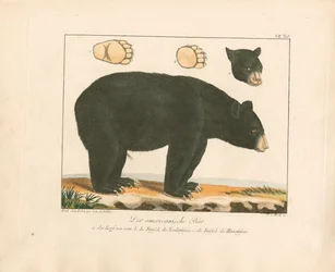 De Amerikaanse beer (handgekleurde kopergravure)