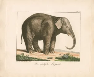 De Aziatische olifant (handgekleurde gravure)