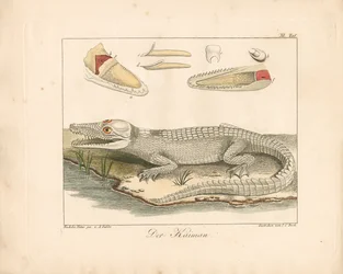 De kaaiman (handgekleurde gravure)