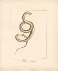 De voelslang (handgekleurde litho)