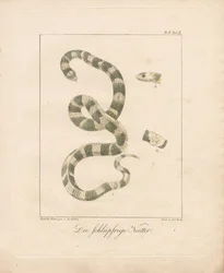 De grasslang (handgekleurde litho)